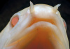 Полиптерус сенегальский альбинос (Polypterus senegalus albino) 5-6 см 