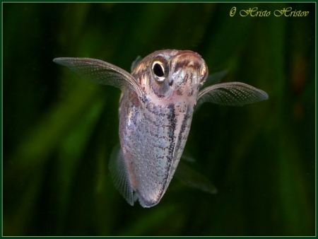 Карнегиелла марта (Carnegiella marthae)