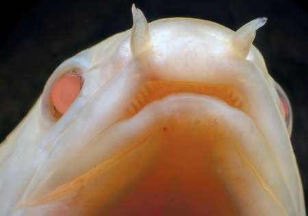 Полиптерус сенегальский альбинос (Polypterus senegalus albino) 5-6 см 
