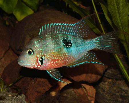 Цихлазома Элиота (Thorichthys maculipinnis, Thorichthys ellioti) 4-4,5 см
