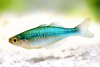 Радужница Озерная Меланотения Бирюзовая (Melanotaenia lacustris)