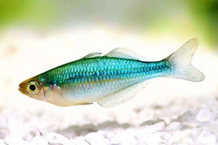 Радужница Озерная Меланотения Бирюзовая (Melanotaenia lacustris)