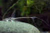 Стурисома панамская (лат. Sturisoma panamense) сом  5 см 