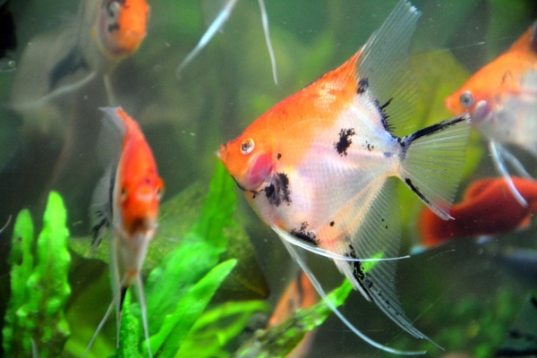 Скалярия Кои (pterophyllum koi)