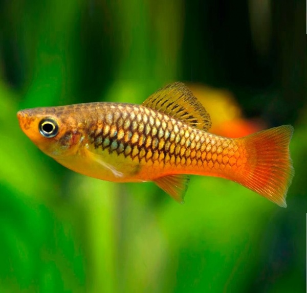 Пецилия пестрая радужная (Xiphophorus variatus sunset rainbow Platy)