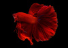 Петушок Халф Мун рубиновый самец (Betta male Halfmoon red rubin)