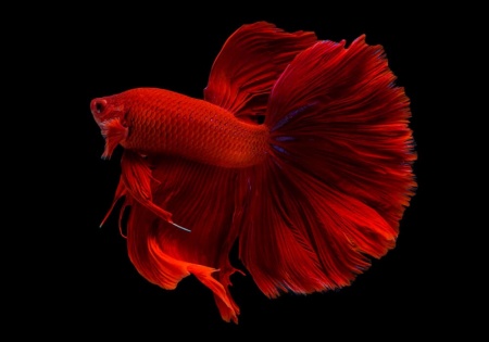Петушок Халф Мун рубиновый самец (Betta male Halfmoon red rubin)