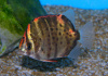 Аргус пятнистый краснолобый (Scatophagus argus atromaculatus)