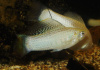 Моллинезия снежинка парусная (Poecilia velifera Silver lyretail Molly)