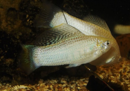Моллинезия снежинка парусная (Poecilia velifera Silver lyretail Molly)