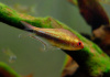 Тетра королевская Пальмери (Nematobrycon Palmeri Lacortei) Тетра Императорская