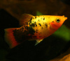 Пецилия закат ситцевый (Xiphophorus maculatus sunset calico Platy)