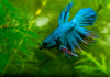 Петушок Коронохвостый зеленый самец (Betta-splendens-crown-tail-green)