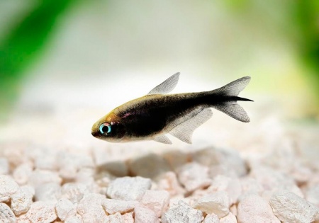 Тетра королевская черная (Nematobrycon Palmeri black)