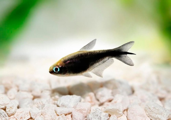 Тетра королевская черная (Nematobrycon Palmeri black)