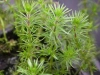 Bacopa myriophilloides- Бакопа мириофилоидес L234