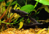 Моллинезия черная  (Poecilia sphenops Black Molly)