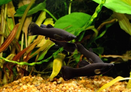 Моллинезия черная  (Poecilia sphenops Black Molly)