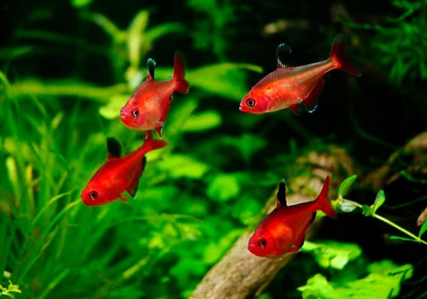 Тетра Серпас  Минор (Hyphessobrycon Callistus)