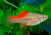 Меченосец Геллера неоновый (Xiphophorus helleri Neon)