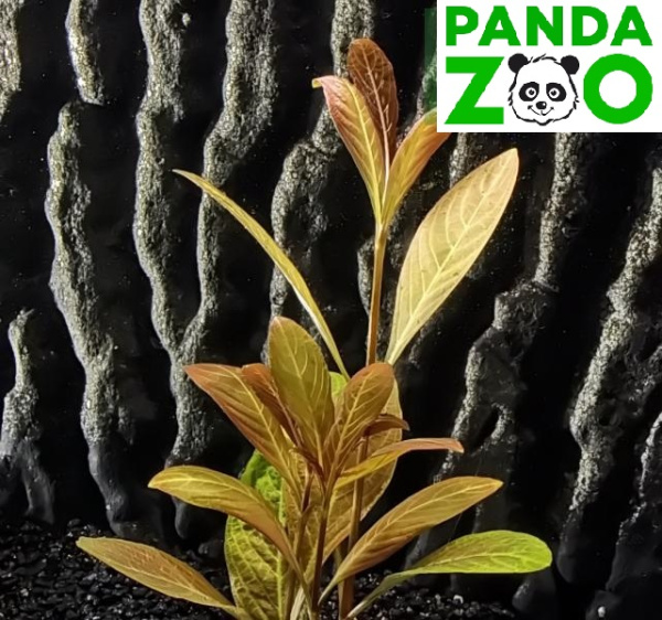 Гигрофила зеленая оливка ( Hygrophila sp. Green Olive )