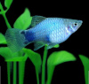 Пецилия голубая Микки Маус  (Xiphophorus maculatus blue Mickey Mouse Platy)