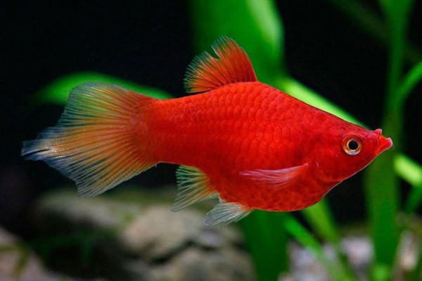 Пецилия красная (Xiphophorus maculatus red Platy)