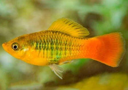 Пецилия пестрая радужная (Xiphophorus variatus sunset rainbow Platy)