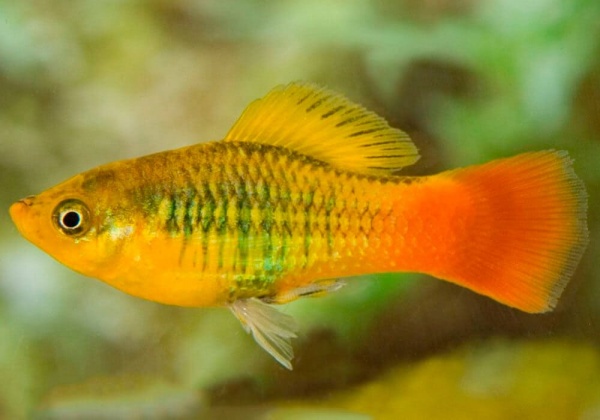 Пецилия пестрая радужная (Xiphophorus variatus sunset rainbow Platy)