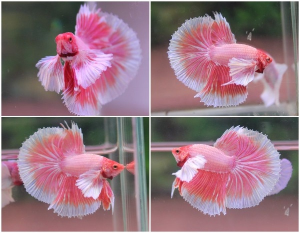 Петушок Халф Мун дамбо розовая бабочка самец ( betta male halfmoon pink dambol)