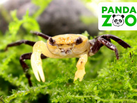 Краб Панда Борнео Krab Panda - (Lepidothelphusa cognetti) самка