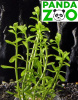 Bacopa monnieri 'Compact’ - Бакопа компакт  L306