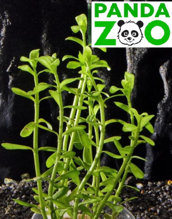 Bacopa monnieri 'Compact’ - Бакопа компакт  L306