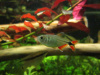 Хемиграммус Тетра гоноптерус (Hemigrammus Caudovittatus)