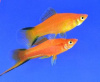 Меченосец Золотая комета (Xiphophorus helleri Golden)