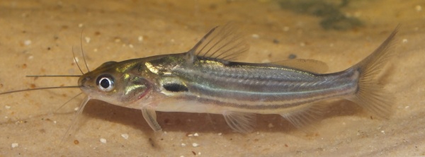 Мистус полосатый сом (Mystus vittatus)