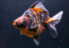 Риукин трехцветный короткохвостый (Goldfish Ryukin tricolour short tai)