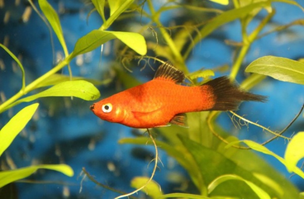 Пецилия редиска (Xiphophorus maculatus red black veiltail)