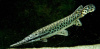 Щука Пятнистый Флоридский Панцирник (Lepisosteus oculatus) 7 м