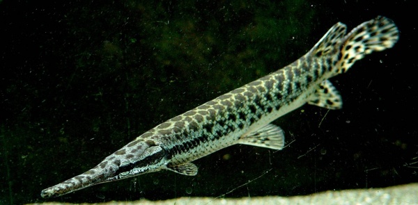 Щука Пятнистый Флоридский Панцирник (Lepisosteus oculatus) 7 м