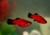 Пецилия красная чернохвостая (Xiphophorus maculatus red black tail)