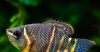 Гурами Шоколадный  (Sphaerichthys osphormenoides)