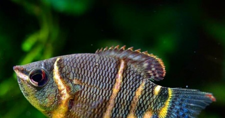 Гурами Шоколадный  (Sphaerichthys osphormenoides)