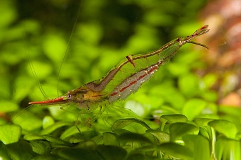 Креветка Пиноккио ( Caridina gracilirostris)