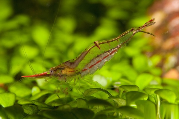 Креветка Пиноккио ( Caridina gracilirostris)