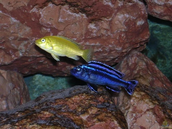 Цихлида Меланохромис Майнгано (Pseudotropheus cyaneorhabdos)