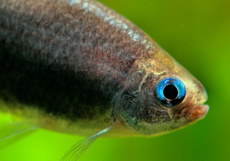 Тетра королевская черная (Nematobrycon Palmeri black)