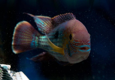 Акара бирюзовая (aequidens rivulatus)