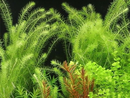 Маяка речная (mayaca fluviatilis)