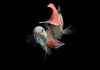 Макропод обыкновенный (Macropodus-opercularis)